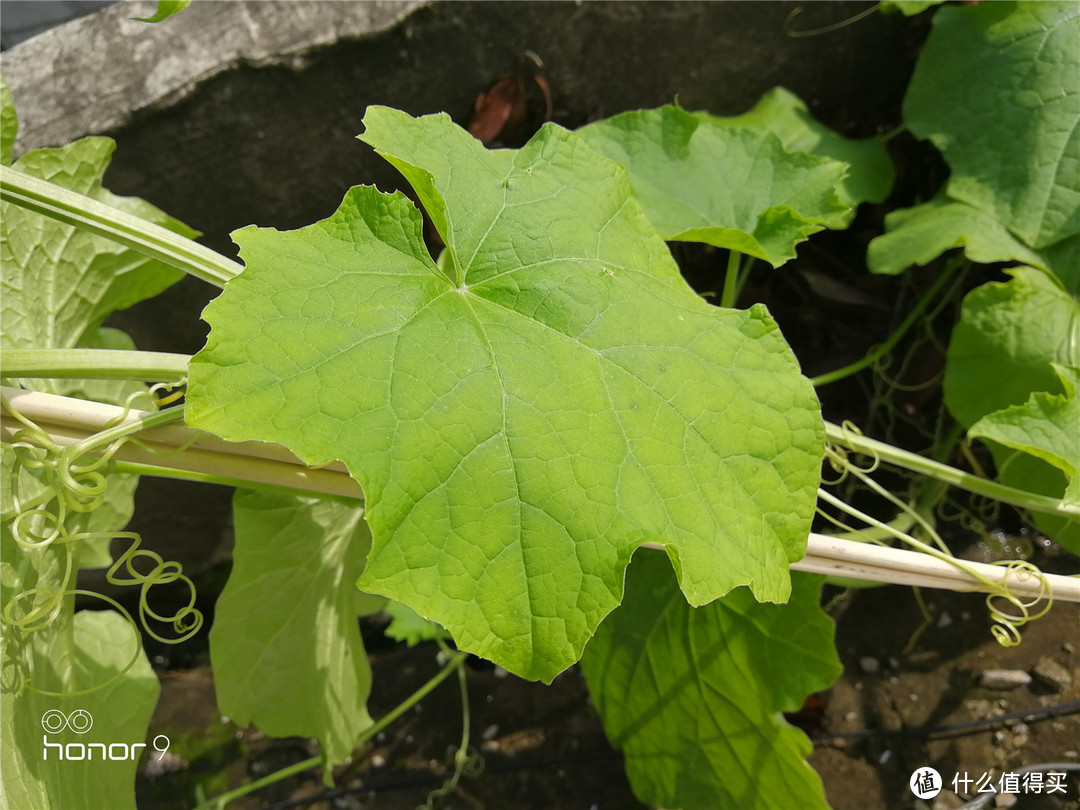 你想知道的荣耀9，我尽量写给你看