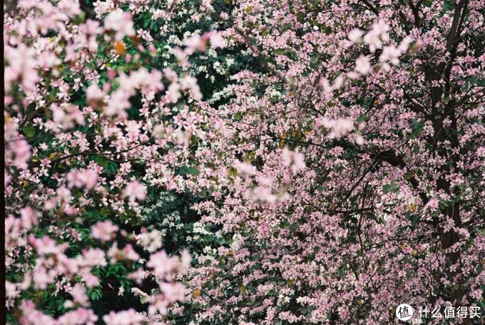 最帅气的Canon 佳能小炮 300MM F4L is红圈定焦使用小记