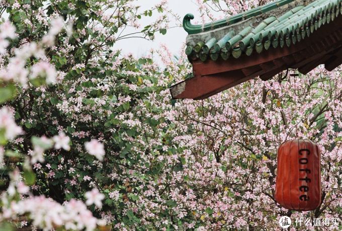 最帅气的Canon 佳能小炮 300MM F4L is红圈定焦使用小记