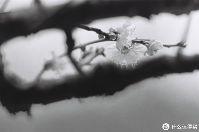 最帅气的Canon 佳能小炮 300MM F4L is红圈定焦使用小记
