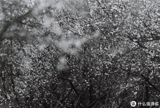 最帅气的Canon 佳能小炮 300MM F4L is红圈定焦使用小记