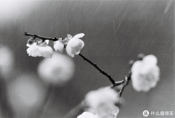 最帅气的Canon 佳能小炮 300MM F4L is红圈定焦使用小记