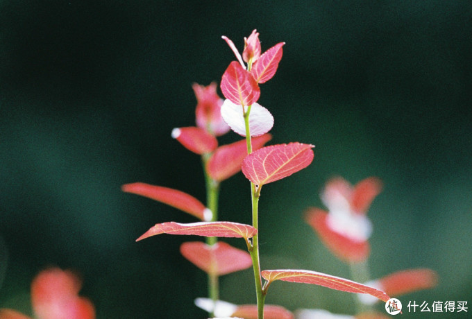 最帅气的Canon 佳能小炮 300MM F4L is红圈定焦使用小记