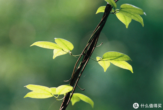最帅气的Canon 佳能小炮 300MM F4L is红圈定焦使用小记