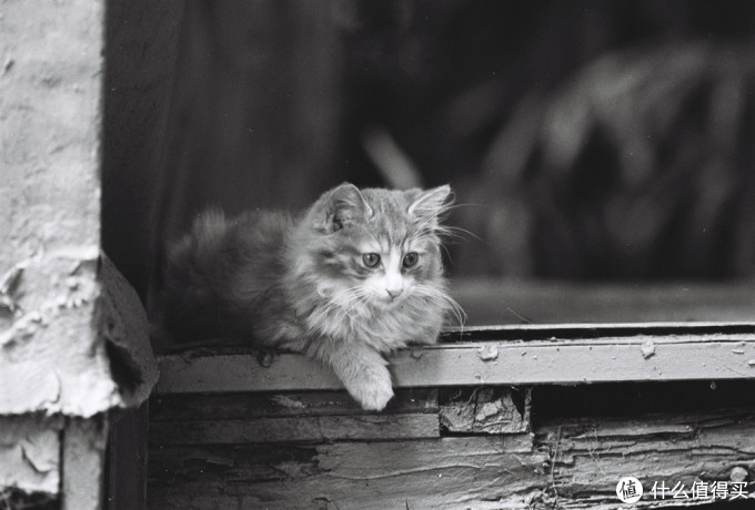 最帅气的Canon 佳能小炮 300MM F4L is红圈定焦使用小记