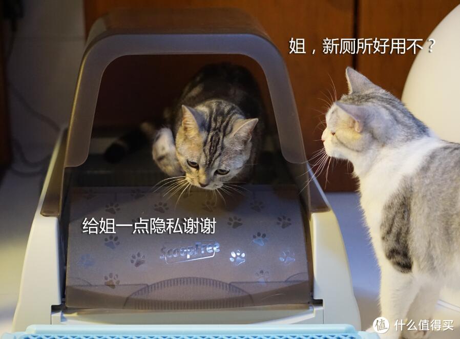 铲屎官从此失业——贝适安ScoopFree豪华版自洁式猫砂盆