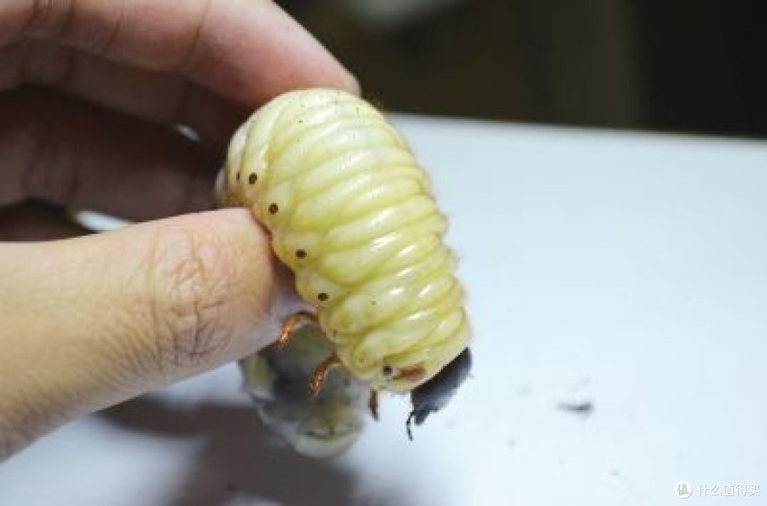 制作昆虫水晶标本 收藏品 什么值得买