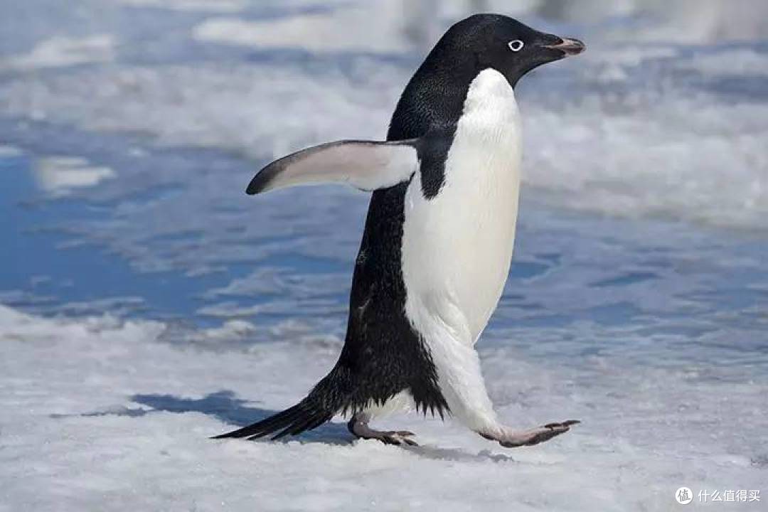 【自然小课堂】腾讯家的企鹅到底是什么品种?