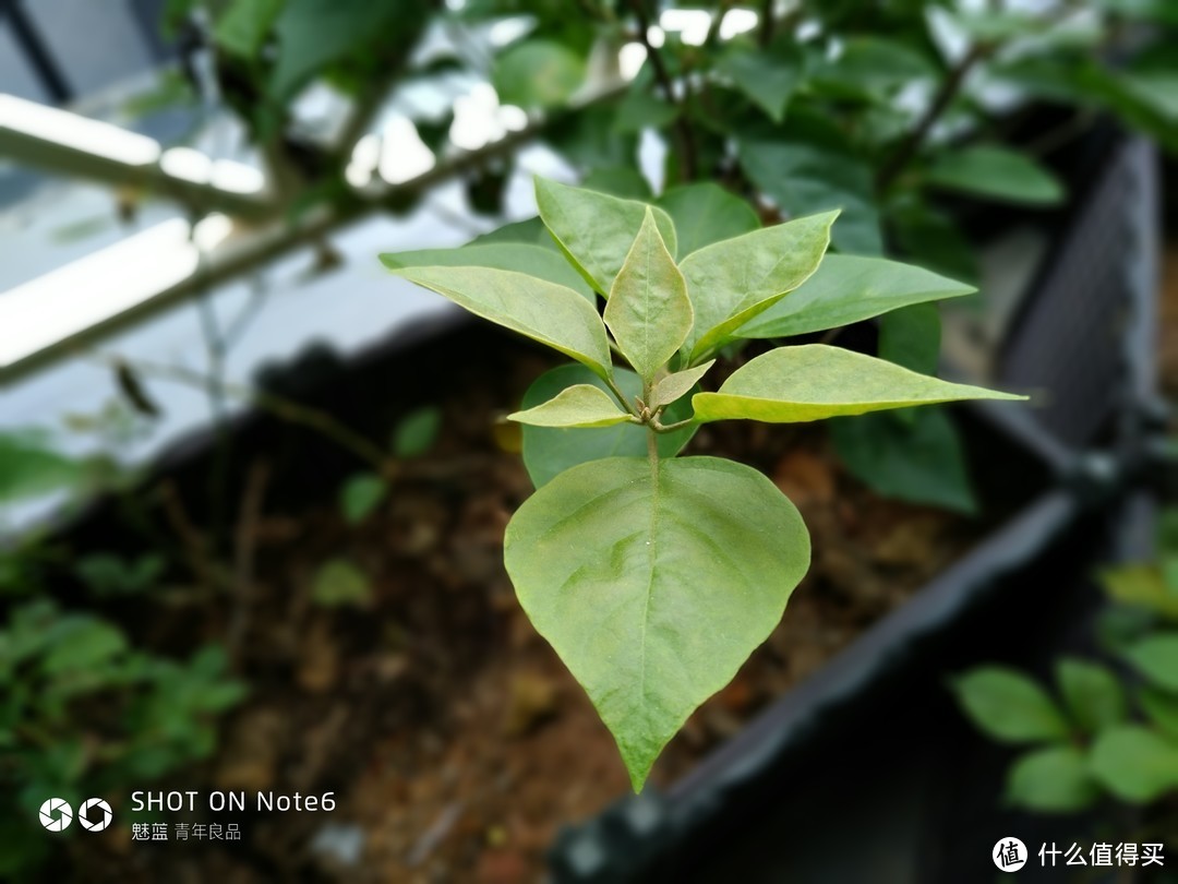 魅蓝note6 ，不谈性能，只谈拍照（大量样张照片）