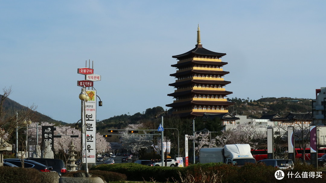 庆州，坟地旁的樱花树