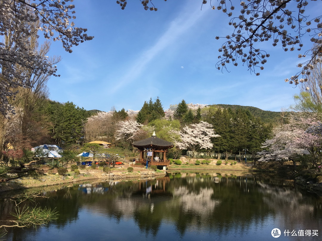 庆州，坟地旁的樱花树