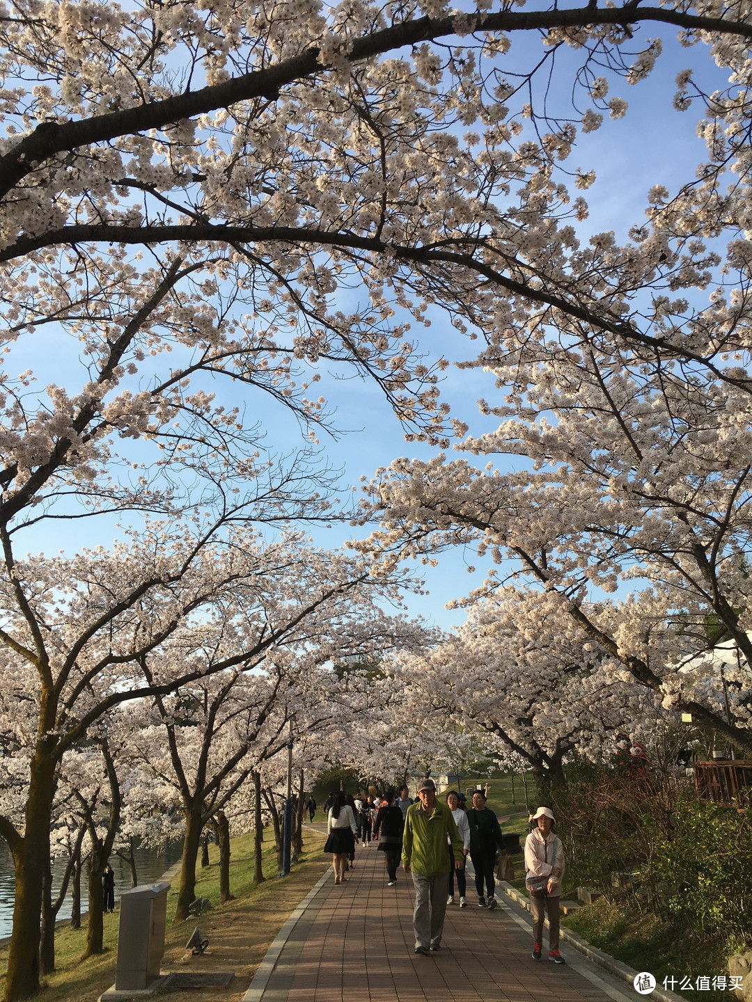 庆州，坟地旁的樱花树