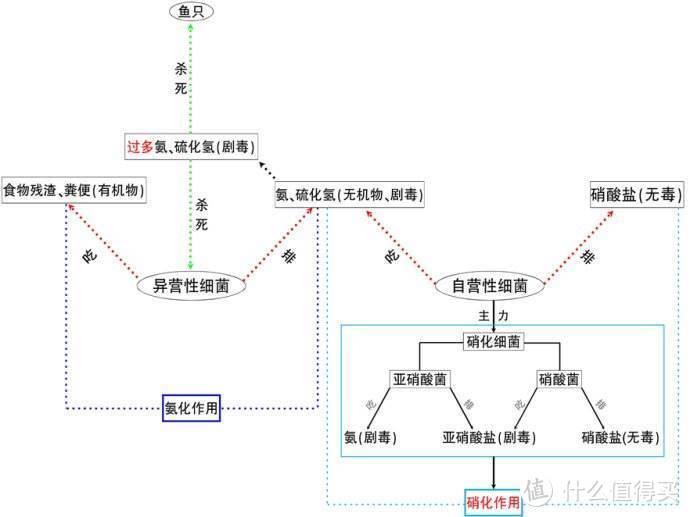 #热征#宠物#拥有数套豪宅是怎样的感受？ — 坦湖精灵斑马贝并附详细养护说明