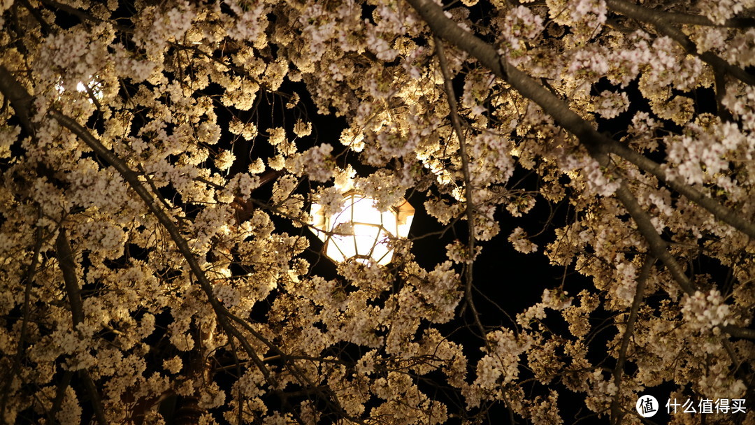 庆州，坟地旁的樱花树