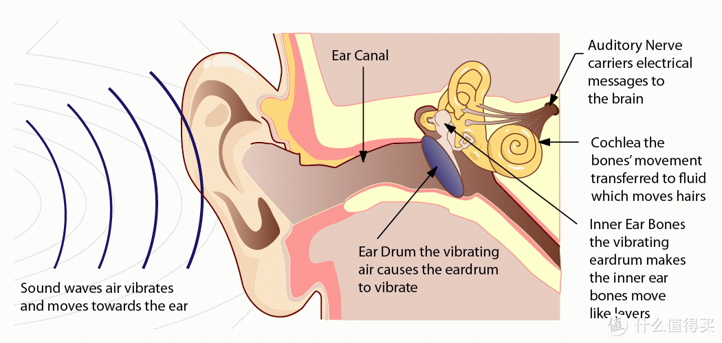 人耳感知声音