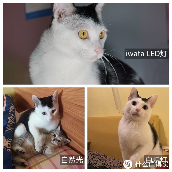 有iwata LED摄影灯加持，照出喵大人的美
