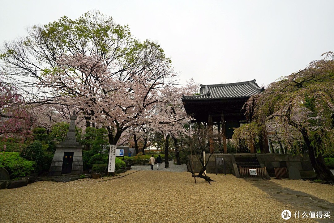 一路寻芳·自东向西15天完整体验日本樱花季（上篇）