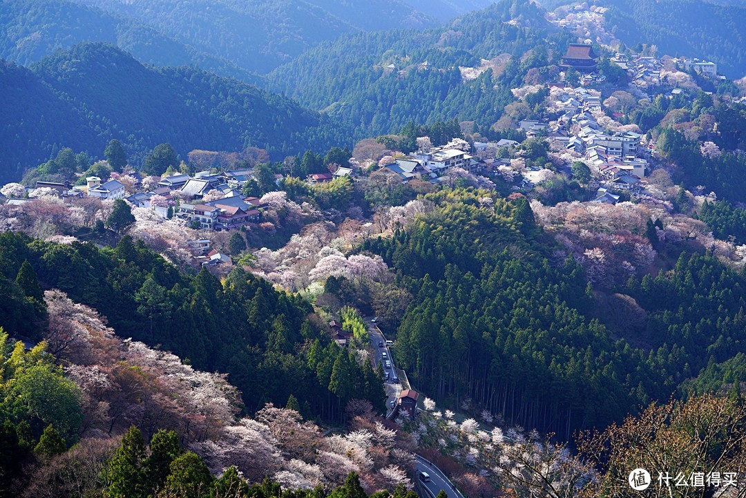 一路寻芳·自东向西15天完整体验日本樱花季（上篇）