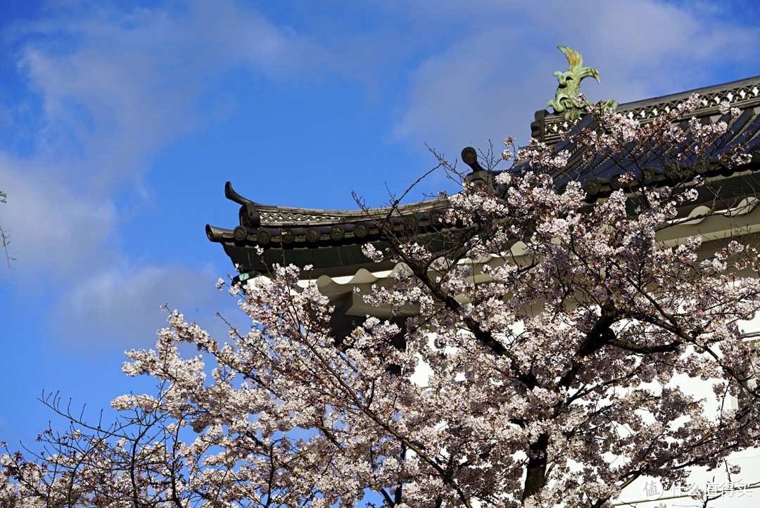 一路寻芳·自东向西15天完整体验日本樱花季（上篇）