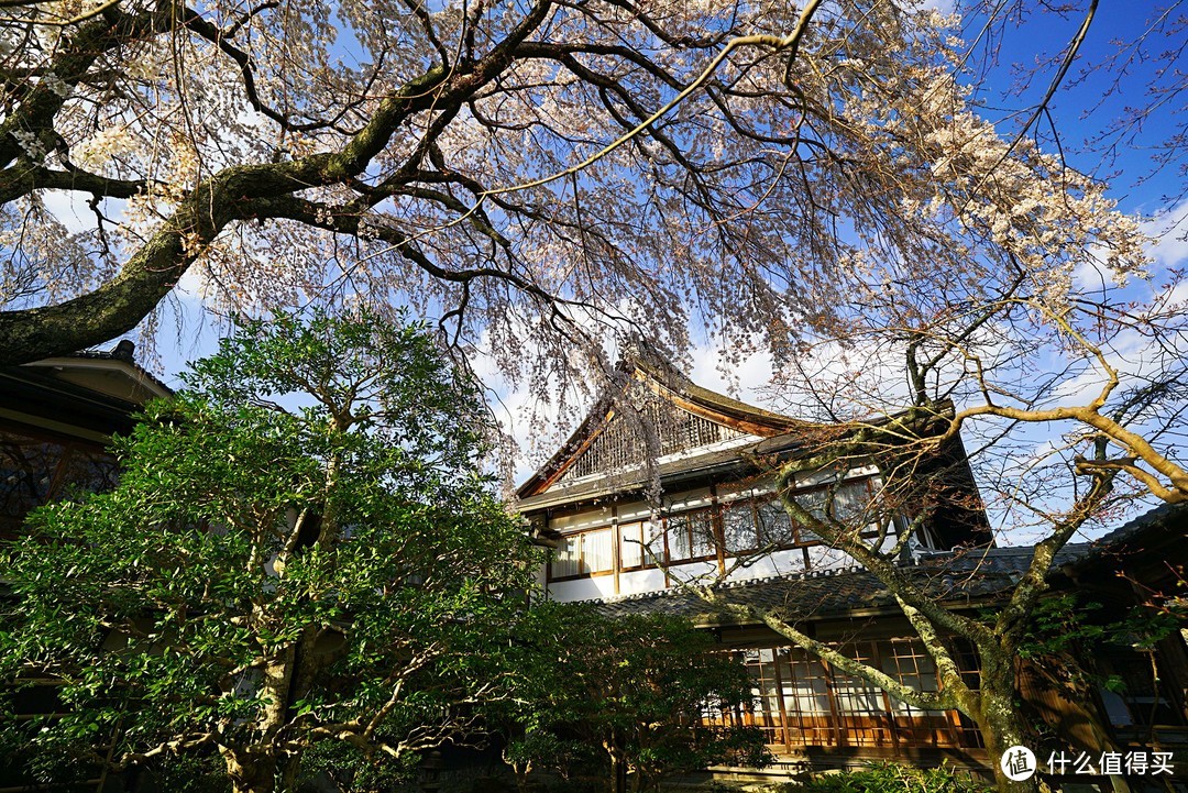 一路寻芳·自东向西15天完整体验日本樱花季（上篇）