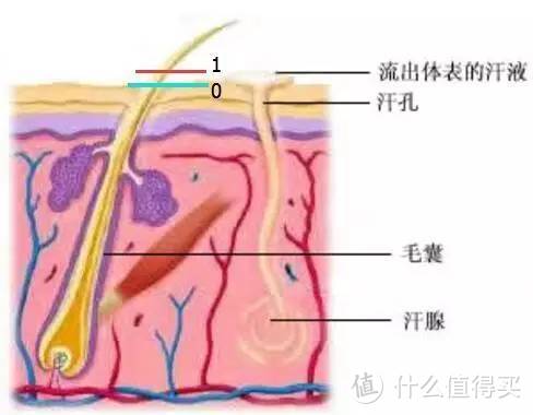 脱毛，从来都不晚：博朗silk expert 脉冲光家用脱毛仪体验