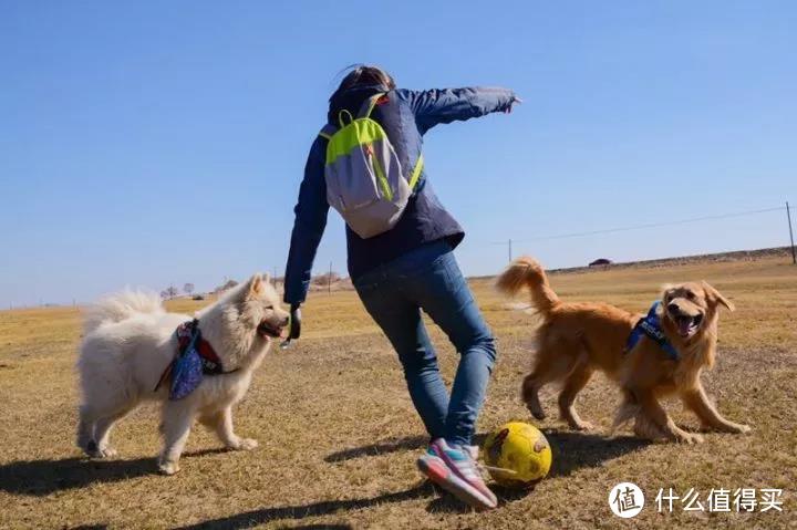 从南京到内蒙古，八天六只狗的奇行记！