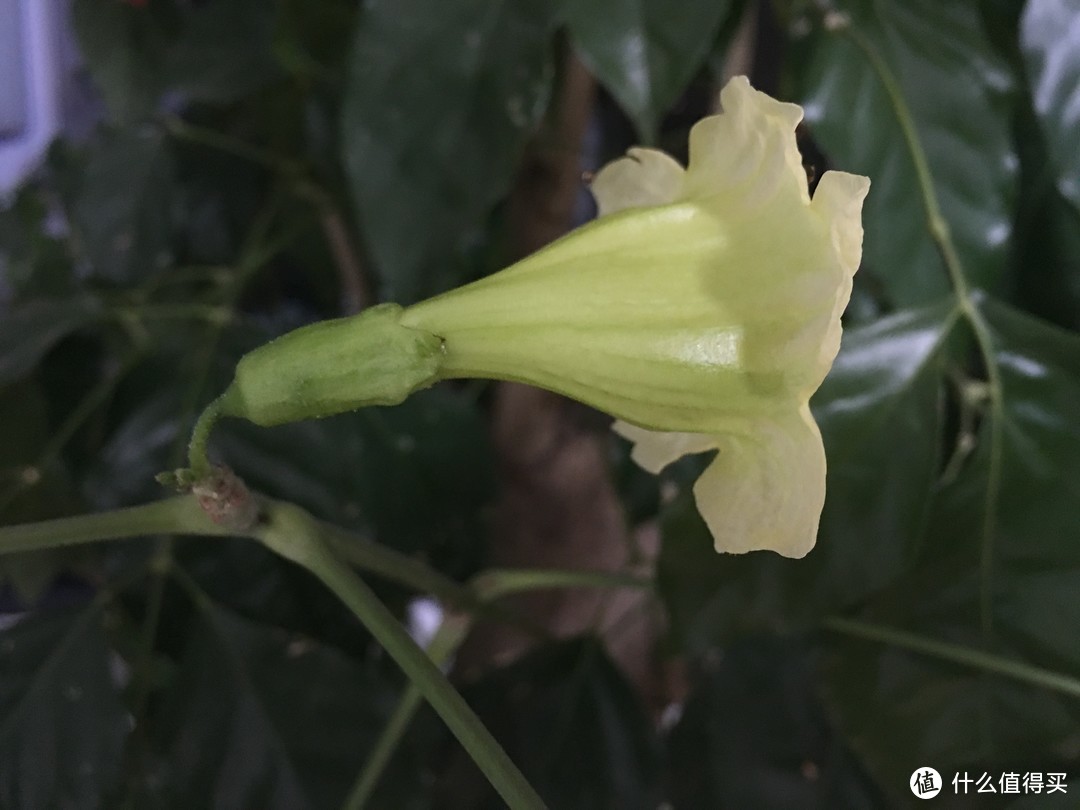 家有大树初长成--会开花的幸福树