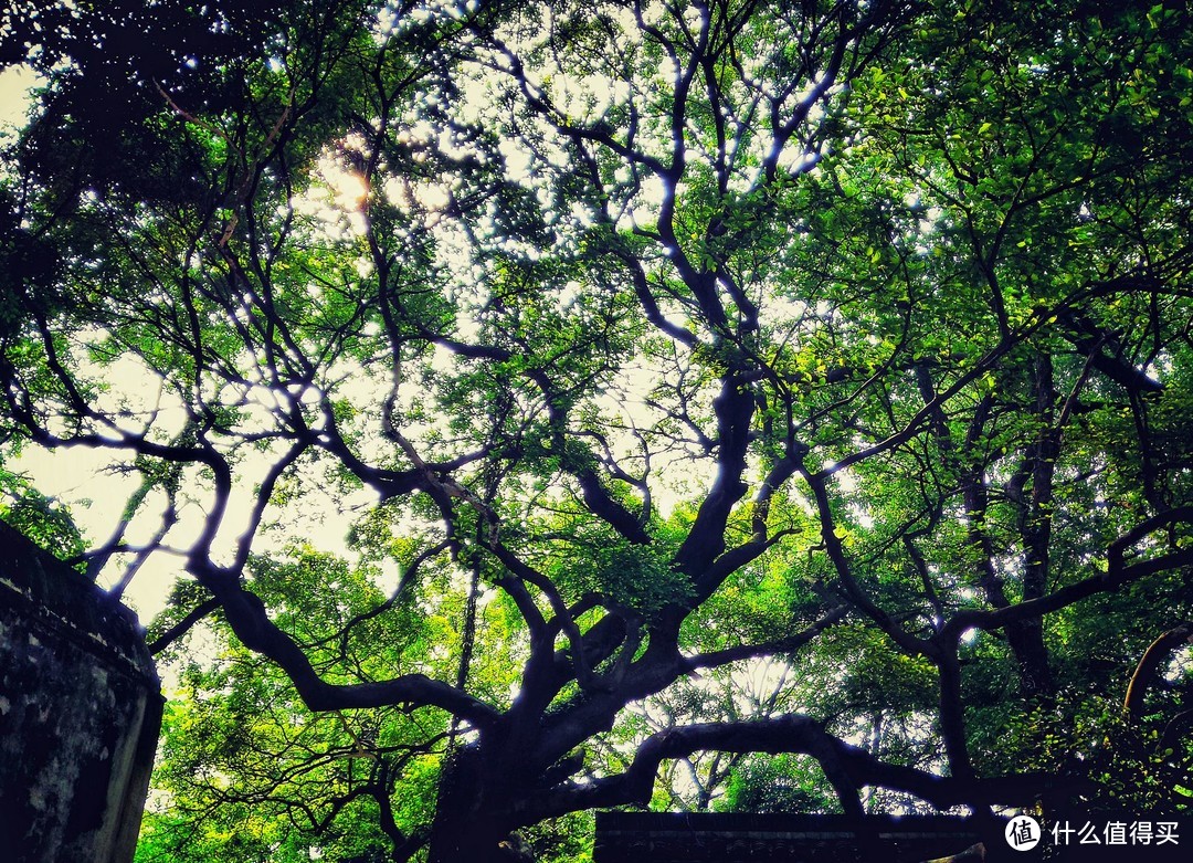 制霸朋友圈，拒绝游客照，手机也能拍出糖水片：风景静物篇