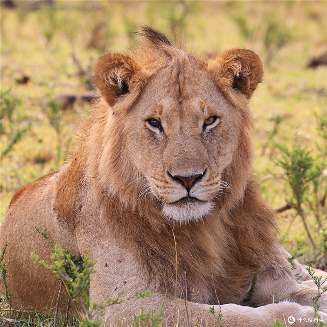 也是动物相对出现集中的时间"mara"在马赛语中意思是"斑纹"的意思