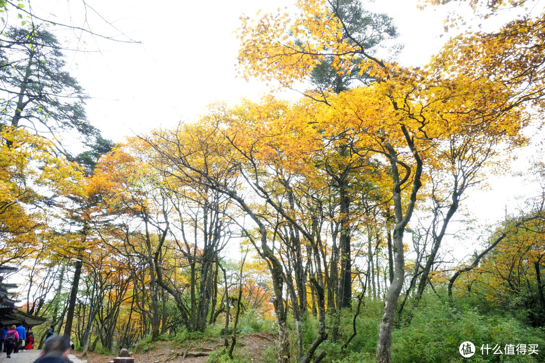 秋意浓，一起来看峨眉360°无死角美颜——记峨眉山两日游