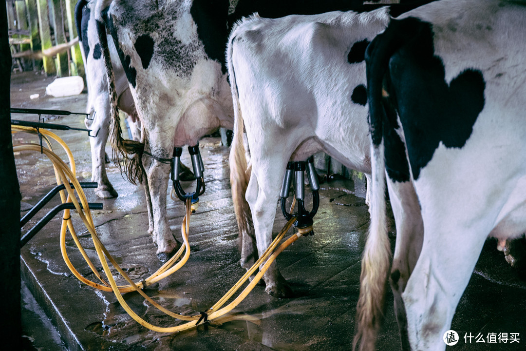 奶牛被采奶前沉重的负担牧场里新鲜采集的奶经过杀菌消毒,很快便能运