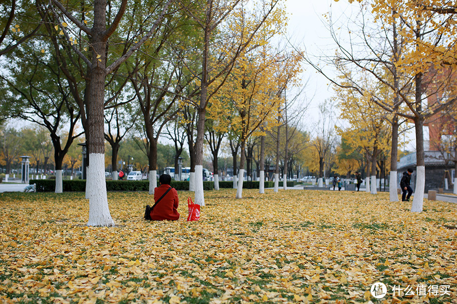 #原创新人#美景需实时记录：北京秋天的独特色彩