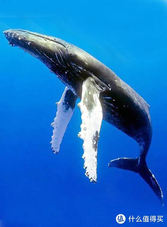 冬季限定 | 去冲绳和鲸鱼来一场约会！