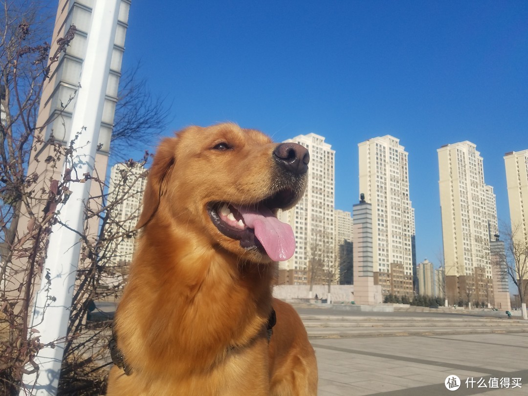 送给大毛的礼物，贝适安饮水器评测报告