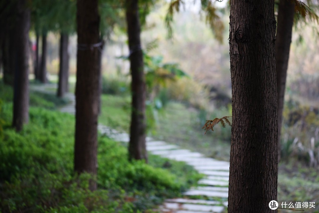 周末好去处—宜兴竹海徒步游小记兼NIKON 尼康 105mm 微距镜头试镜