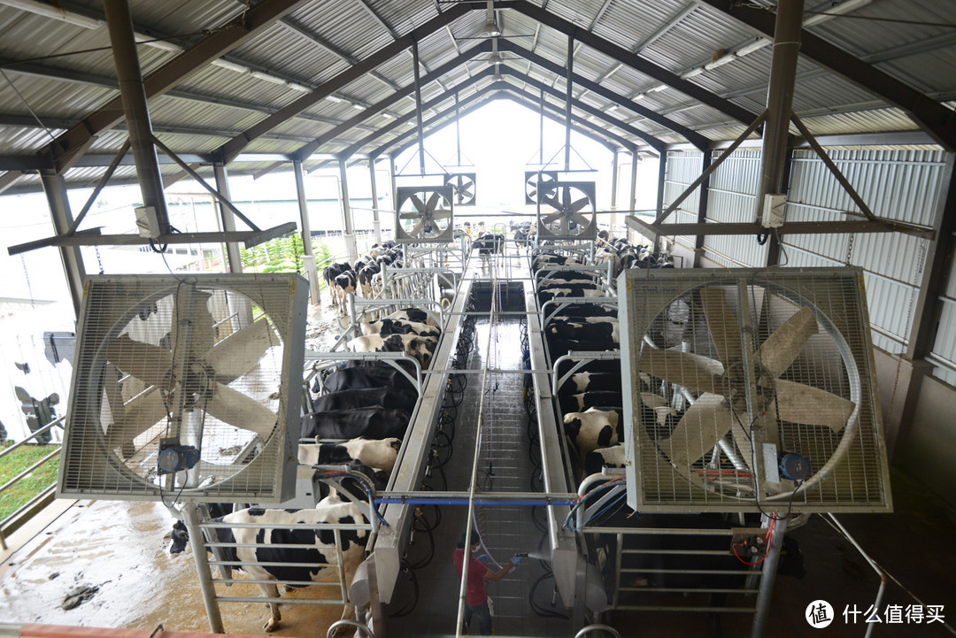 自动化奶牛场