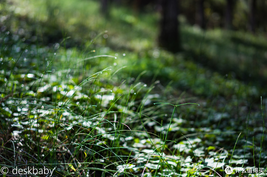 #晒单大赛#割肾不割草也要入的“刀锐奶化”—SONY 索尼 Sonnar T* FE 55mm F1.8 ZA 镜头 评测