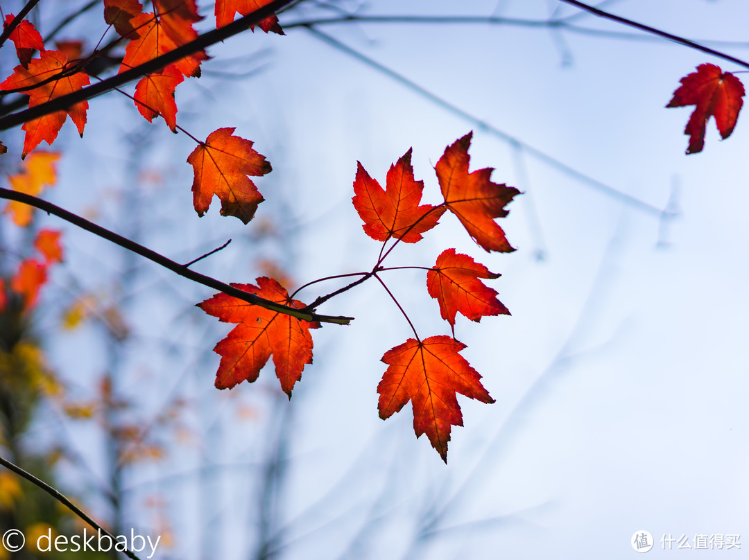 #晒单大赛#割肾不割草也要入的“刀锐奶化”—SONY 索尼 Sonnar T* FE 55mm F1.8 ZA 镜头 评测