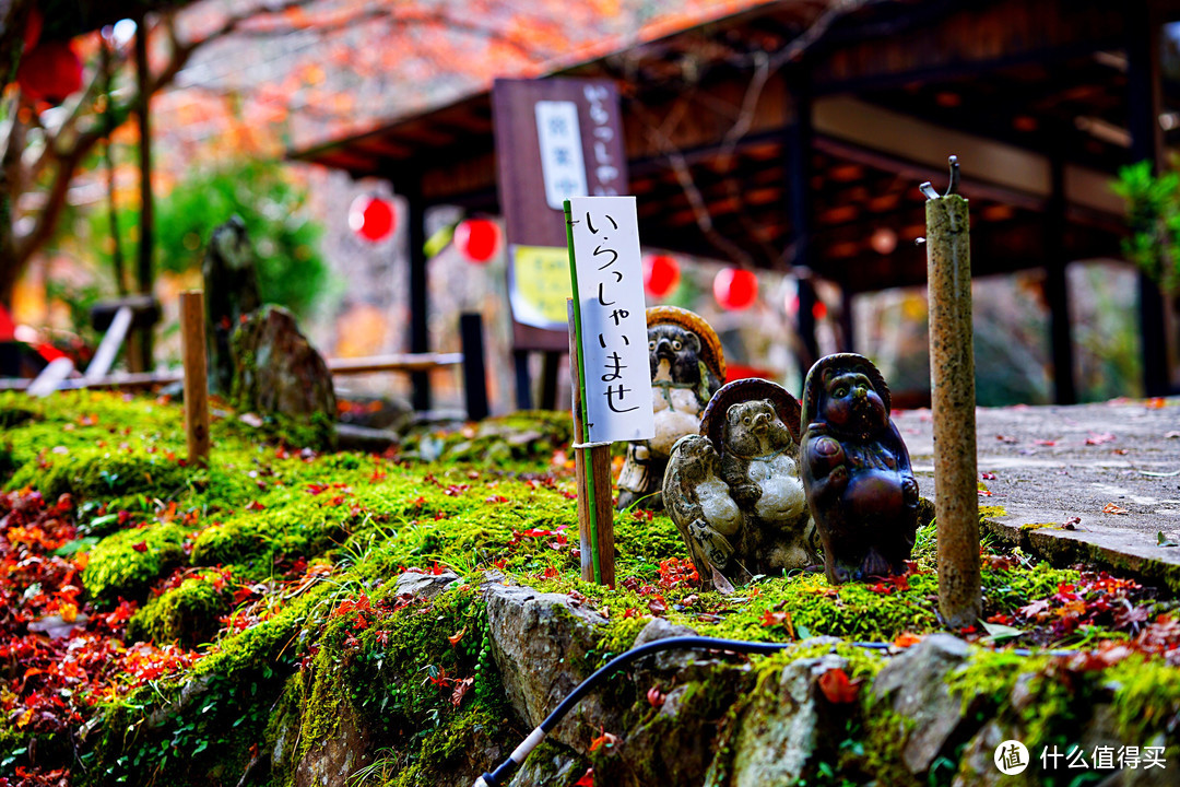 京都红叶狩—神护寺