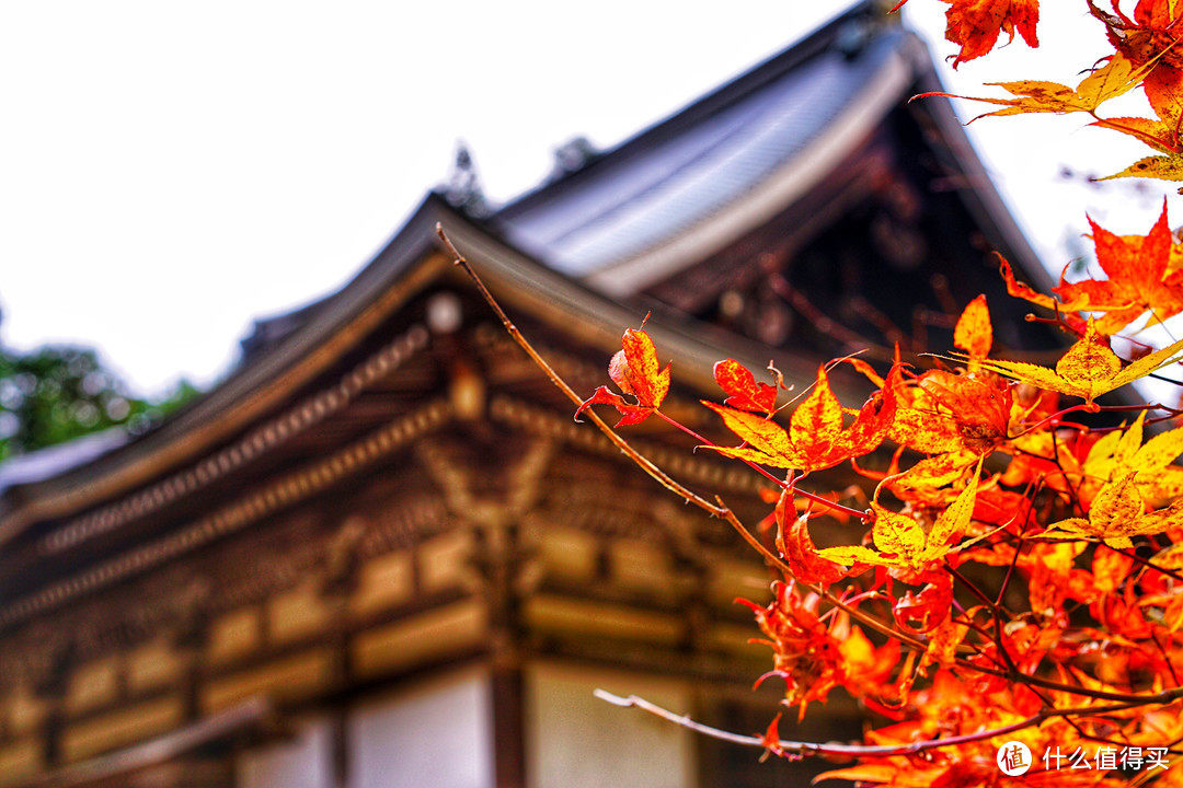 京都红叶狩—神护寺