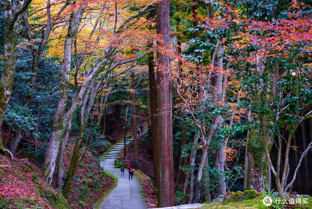 京都红叶狩—神护寺