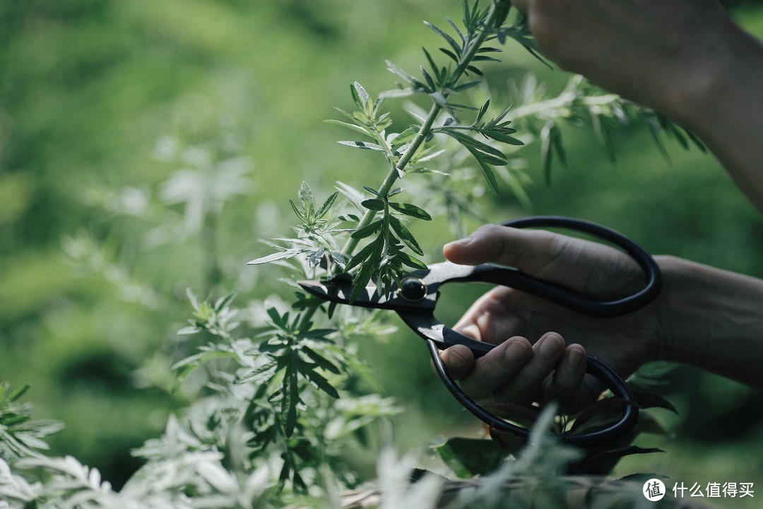 她在采艾草的山谷与自己的家一见钟情，从此放下一切，认真隐居