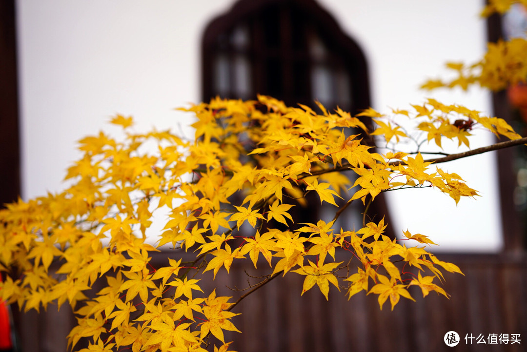 京都：圆光寺，京都御院，伏见稻荷