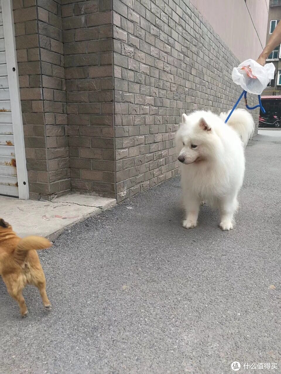 圣诞节撒狗粮——百利狗粮众测报告