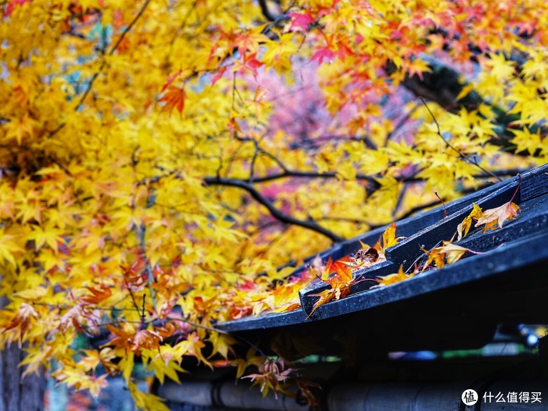 没有让人失望的打卡景点！京都岚山篇