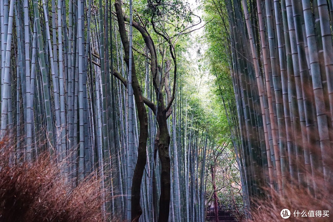 没有让人失望的打卡景点！京都岚山篇