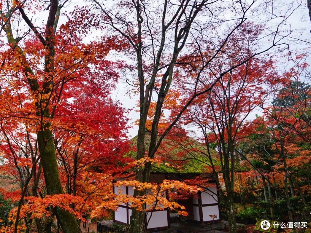 没有让人失望的打卡景点！京都岚山篇