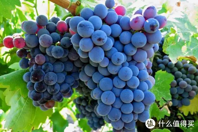 全世界最流行的24大葡萄品种，3分钟看完就算入门了！
