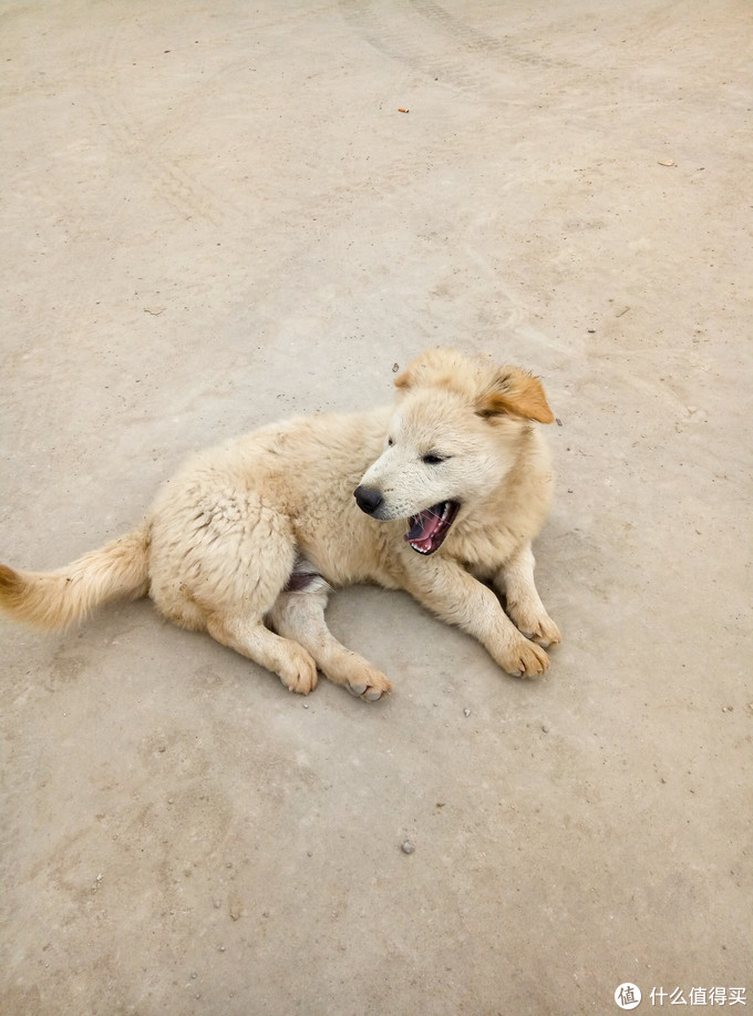 猫咪也爱吃 Prairie 百利草原系列鸡肉犬粮喂养记 狗粮 什么值得买