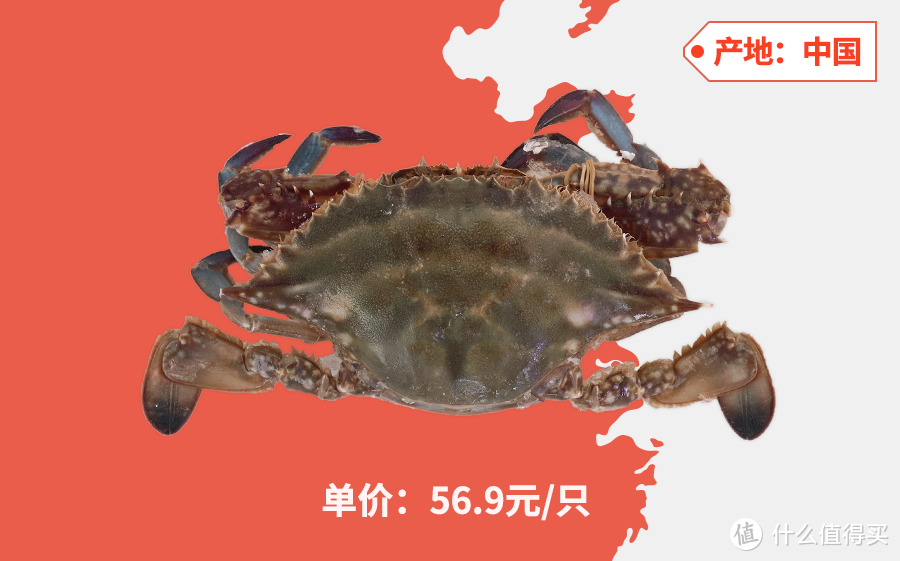 收到一只5斤重的活帝王蟹 要怎么办 在线等 蟹类 什么值得买